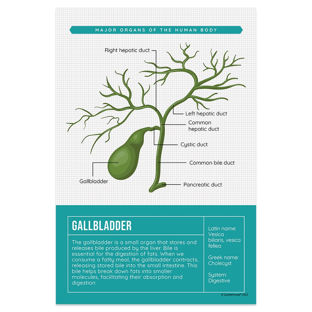 Gallbladder Printable Function Quarterhouse Gallbladder Organ Poster, Science Classroom Materials for ...
