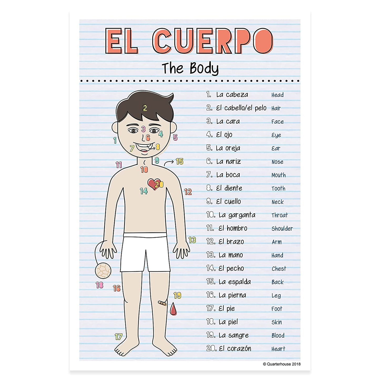 Quarterhouse Spanish Verbs & Beginner Vocabulary (Set F) Poster Set, Spanish Classroom Learning Materials for K-12 Students and Teachers, Set of 11, 12 x 18 Inches, Extra Durable