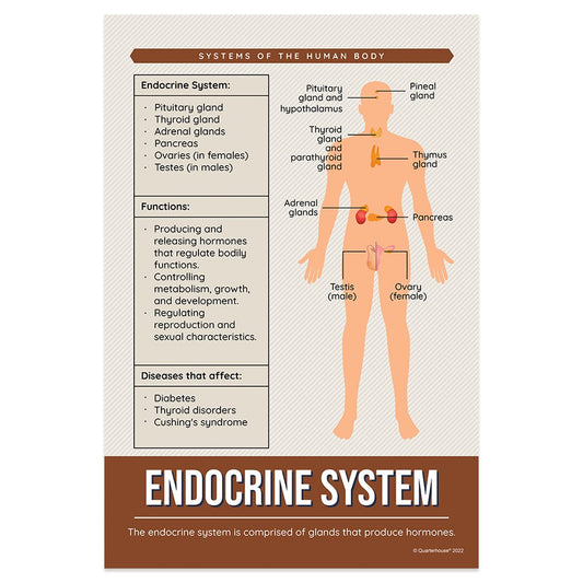 Quarterhouse Endocrine System Poster, Science Classroom Materials for Teachers