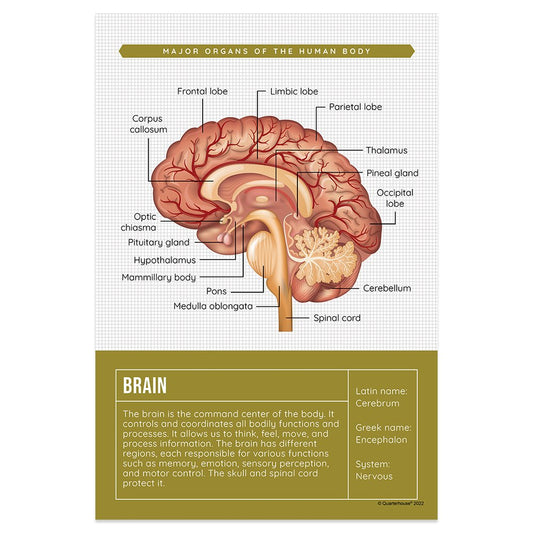Quarterhouse Brain Organ Poster, Science Classroom Materials for Teachers