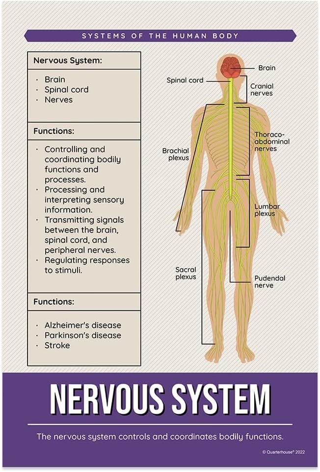 Quarterhouse Human Body Systems Poster Set, Science Classroom Learning Materials for K-12 Students and Teachers, Set of 8, 12x18, Extra Durable